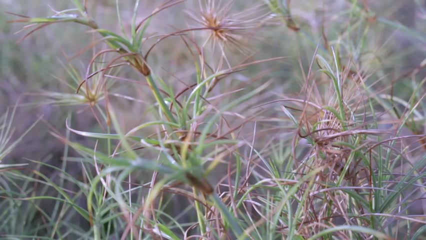 Close-up footage of spinifex beach grass swaying gently in warm evening light with soft bokeh background, capturing a calm coastal atmosphere and natural seaside texture.