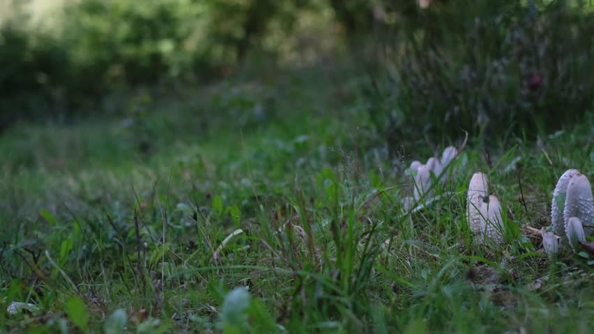 Shaggy ink cap or lawyer