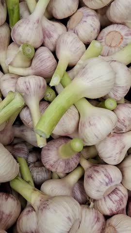 Dense pile of newly harvested garlic heads. Raw garlic bulbs with fresh stems. Soft natural lighting showcases purple stripes on skin. Organic food. Farmer