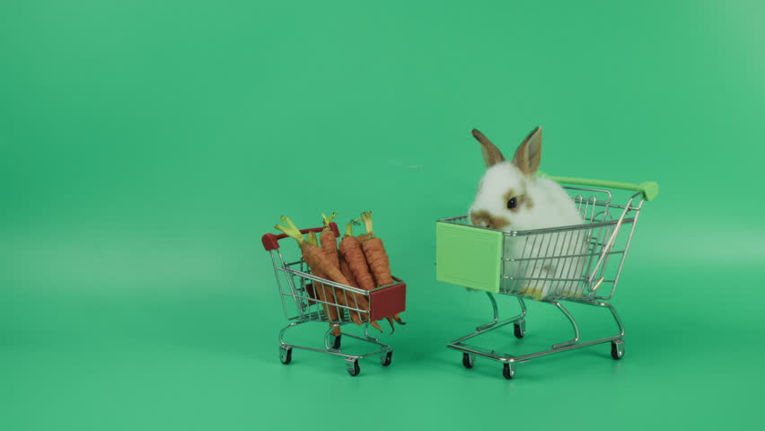 Cute baby rabbit sitting in miniature shopping cart facing another cart full of fresh carrots on green background with copy space