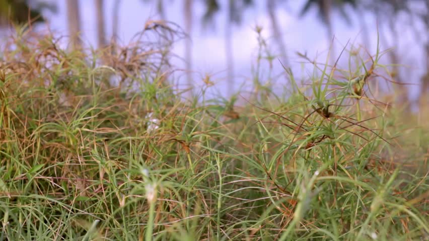 Close-up footage of spinifex beach grass swaying gently in warm evening light with soft bokeh background, capturing a calm coastal atmosphere and natural seaside texture.