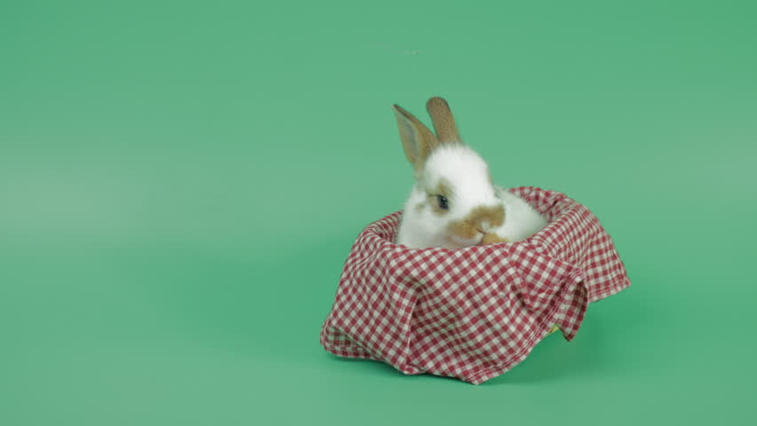 Cute baby rabbit sitting on red checkered cloth inside basket and jump out on green background. Adorable fluffy bunny in minimal studio