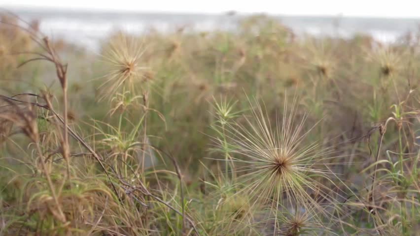Close-up footage of spinifex beach grass swaying gently in warm evening light with soft bokeh background, capturing a calm coastal atmosphere and natural seaside texture.
