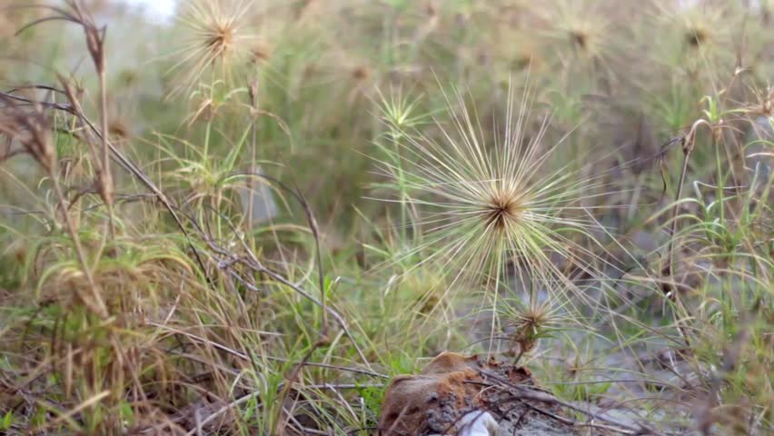 Close-up footage of spinifex beach grass swaying gently in warm evening light with soft bokeh background, capturing a calm coastal atmosphere and natural seaside texture.