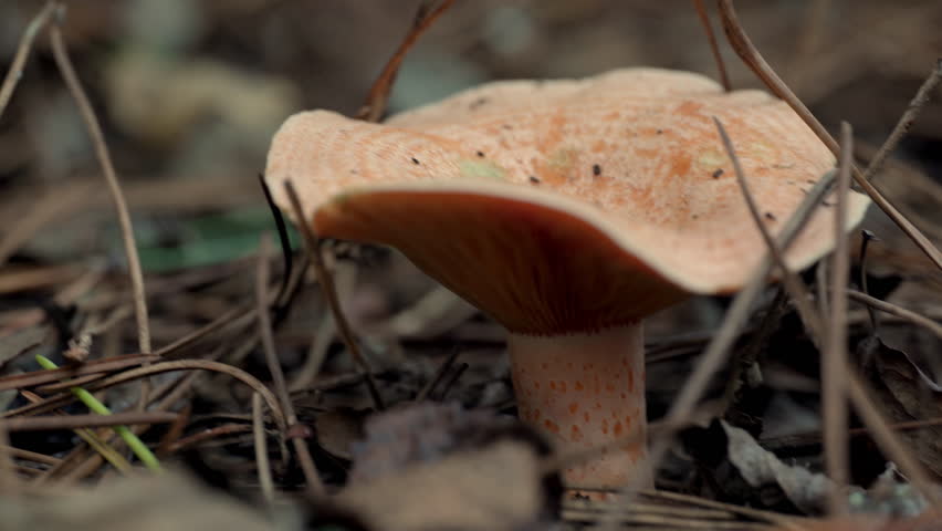 Forest harvest. Closeup of Saffron milk cap (Lactarius deliciosus) mushroom