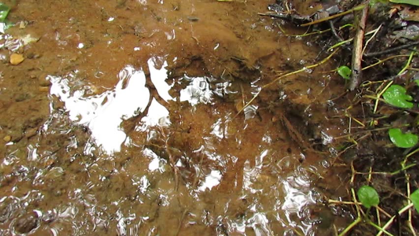 A small spring flowing on the forest floor of a humid forest.