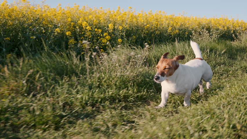 Energetic dog Jack Russell Terrier running fast through green meadow near yellow flower field. Summer sunset light. Action shot of a happy dog in nature. Pet fitness and outdoor activity concept.
