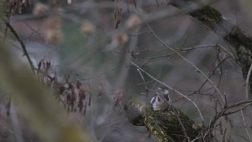 Great spotted woodpecker jumping on a branch