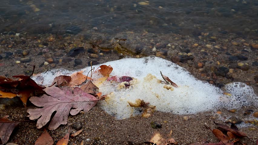 Autumn in New Jersey, USA - fallen yellow leaves from coastal trees and turbid yellow foam along the shore of the Raritan River, New Jersey, USA