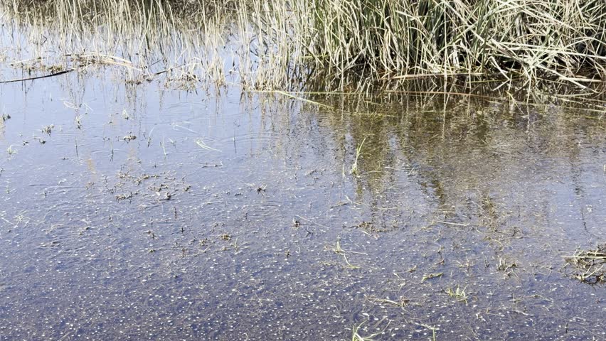 Very shallow puddle about one centimeter deep among reeds of Lake Hourtin marsh where mosquitofish Gambusia holbrooki gather before searching for eggs in nearby spawning areas.