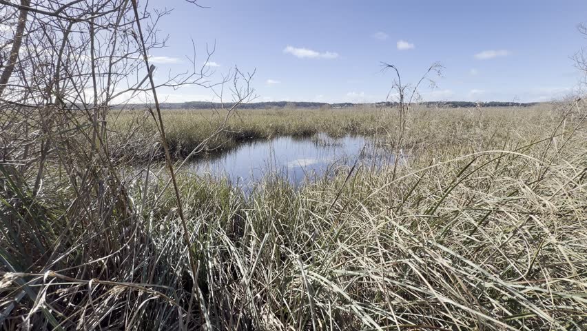 Shallow pond among reeds of Lake Hourtin used as spawning ground by pike Esox lucius. Invasive mosquitofish Gambusia holbrooki hunt the eggs despite their introduction for mosquito control.