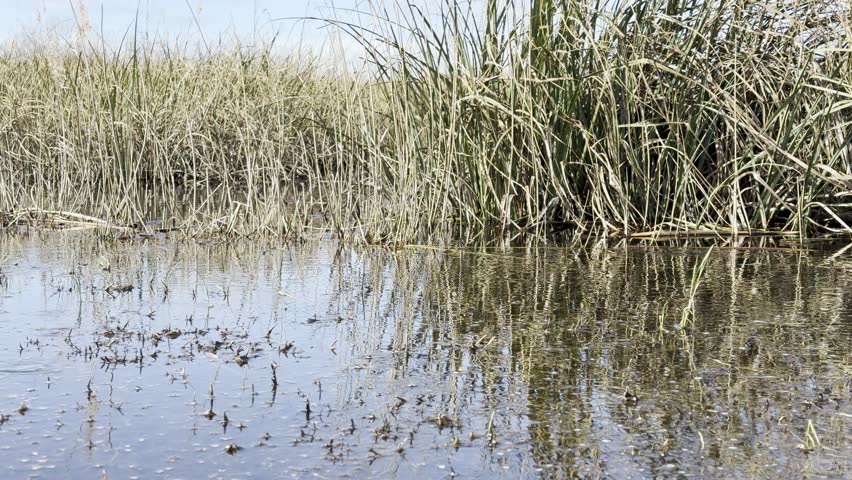 Reed marsh at Lake Hourtin with water surface trembling from mosquitofish Gambusia holbrooki activity. Close view above surface reveals fish moving just below. Introduced for mosquito control this invasive species harms native fauna.