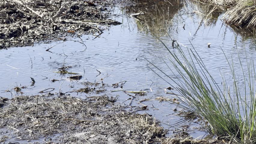 Surface of shallow marsh puddles ripples above mosquitofish Gambusia holbrooki habitat in reeds of Lake Hourtin. Invasive fish introduced for mosquito control that disrupts native aquatic ecosystems.