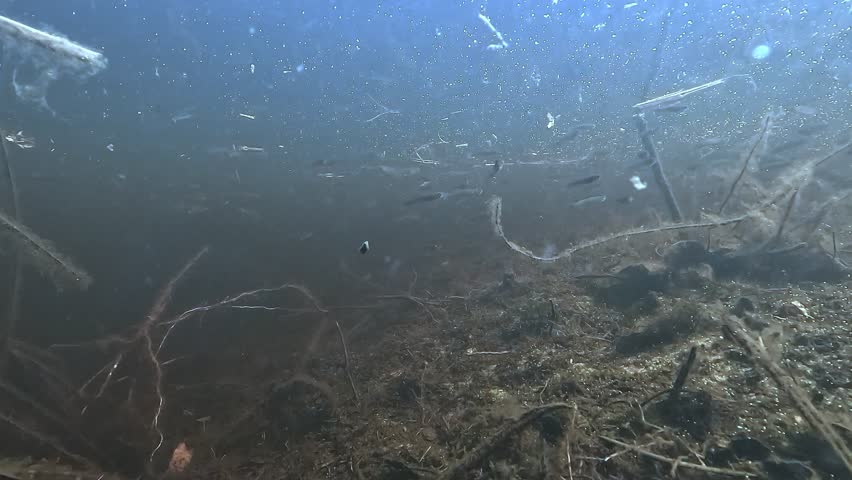Mosquitofish Gambusia holbrooki hover under the surface in about fifty centimeters of water in Lake Hourtin. Invasive fish introduced for mosquito control that feeds on eggs on the marsh bottom.