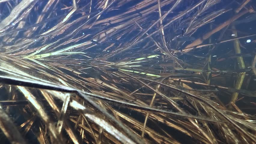 Mosquitofish Gambusia holbrooki hover just under the surface above reed beds in Lake Hourtin. Invasive fish introduced for mosquito control that hunts eggs and larvae of native species.