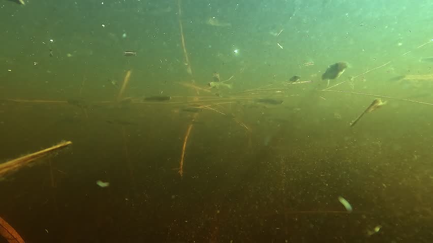 Mosquitofish (Gambusia holbrooki) swim beneath the surface in a reed-lined marsh at Lake Hourtin, France. Check the gallery for similar footages