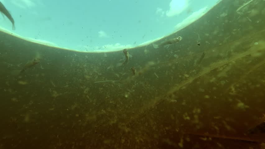 Mosquitofish Gambusia holbrooki approach the camera in shallow reeds of Lake Hourtin. Invasive species introduced for mosquito control now preying on eggs and larvae of native fish.