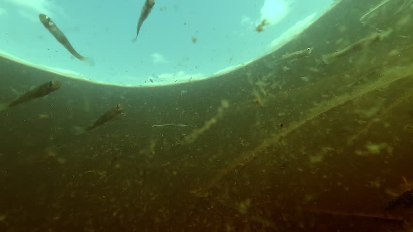 Mosquitofish Gambusia holbrooki approach the camera in shallow reeds of Lake Hourtin. Invasive species introduced for mosquito control that feeds on eggs and larvae of native fish.
