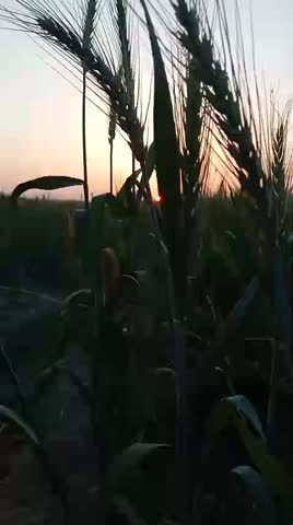 Peaceful sunset scene in a green agricultural field with natural landscape and warm evening light.
