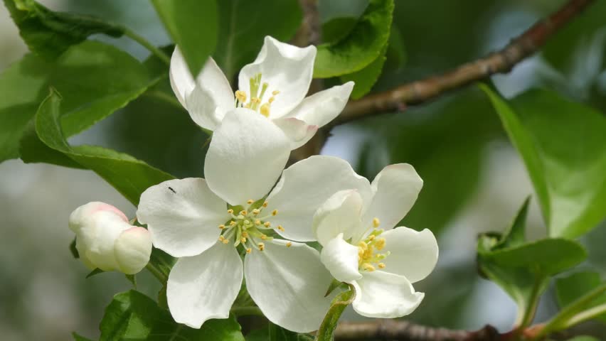 An apple tree branches with beautiful white flowers sways in the wind on a clear spring day.

