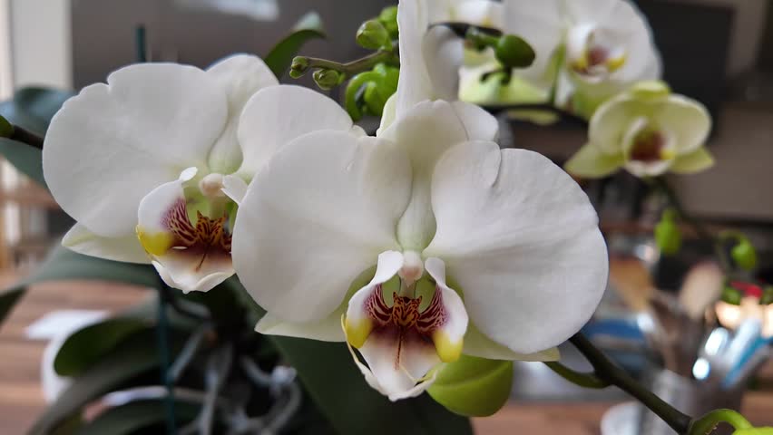 White Orchid Flower Close Up