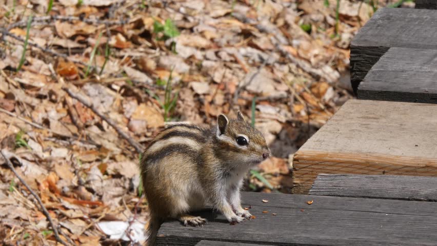 A funny little chipmunk chews grains on a wooden walkway on a sunny summer day.
