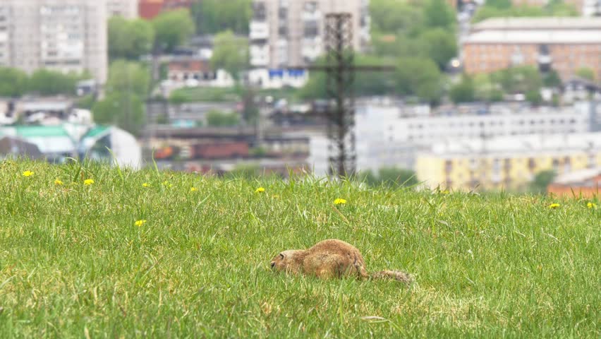 A funny little marmot is bustling about in the green grass on a sunny spring day.