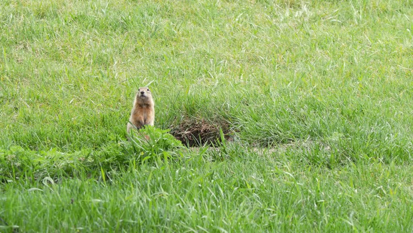 A funny little marmot is bustling about in the green grass on a sunny spring day.