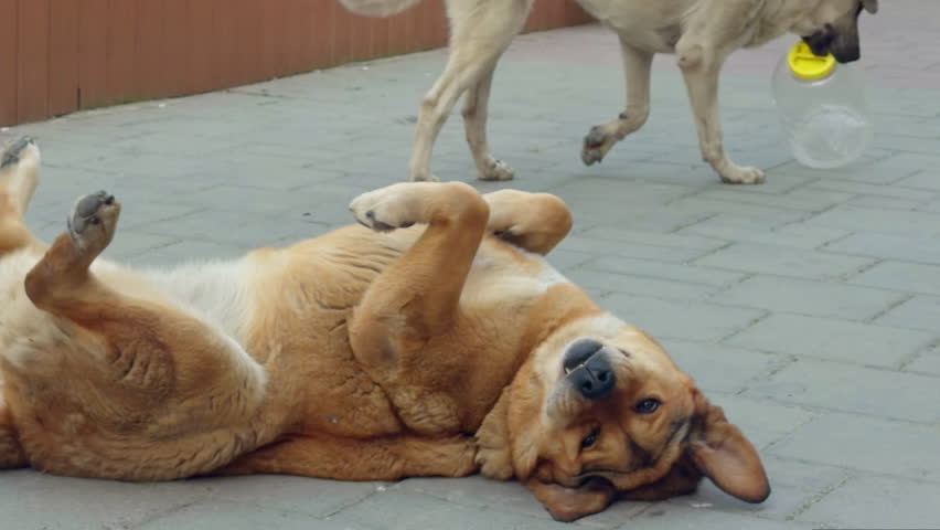 A stray dog rolling on its back and playing on a city sidewalk. Natural playful behavior of a street dog in an urban outdoor environment.