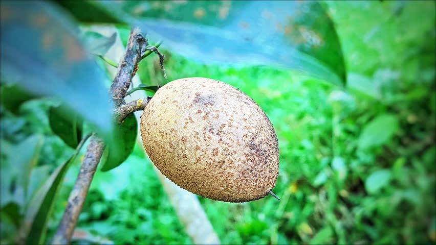 Fresh sapodilla fruit or Manilkara zapota hanging on a tree branch with lush green leaves. Close-up shot of tropical brown fruit in a garden setting.