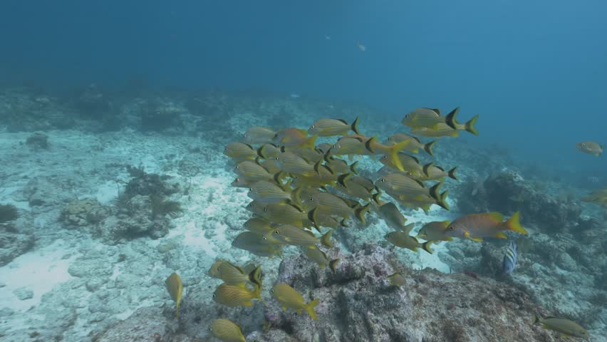 School of french grunt Haemulon flavolineatum fish swimming over coral reef