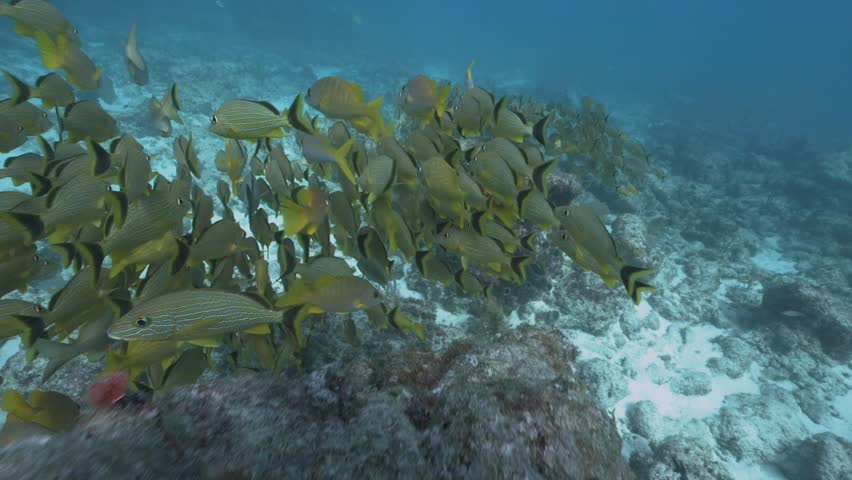 Large school of yellow French grunt Haemulon flavolineatum fish swimming underwater