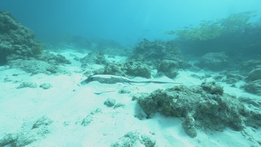 Southern stingray Hypanus americanus resting on a sandy seabed