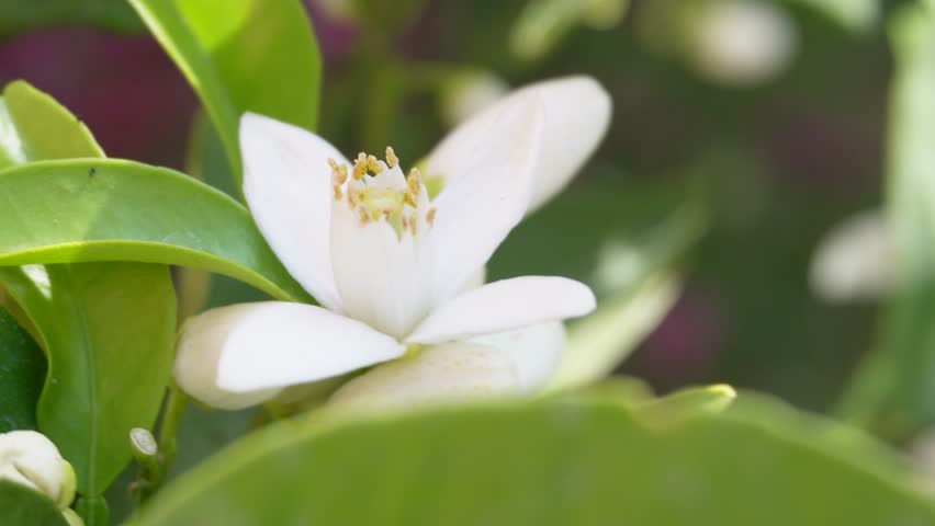 A bright white flower hangs from an orange tree. The petals curve gently, framed by leafy branches.