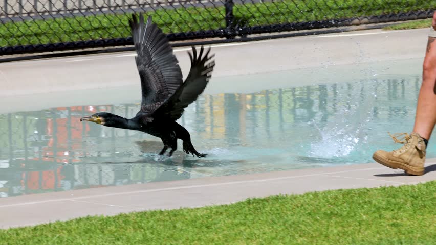A great cormorant flies low over a pond before landing with a splash in sunlight