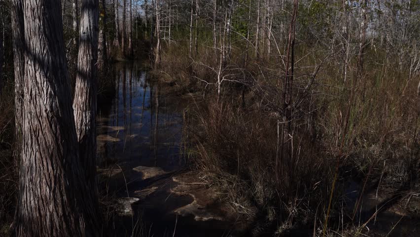 A magnificent stream with reflections on its surface, surrounded by tree trunks, leafless trees, and twigs moving to the dance of the wind.