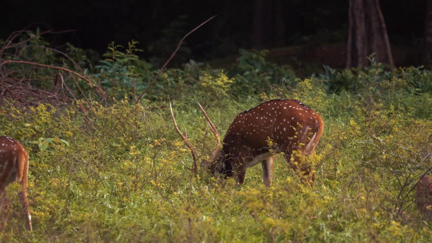 Herd of endemic spotted deer among bushes and fallen branches in natural habitat, Yala area, Sri Lanka