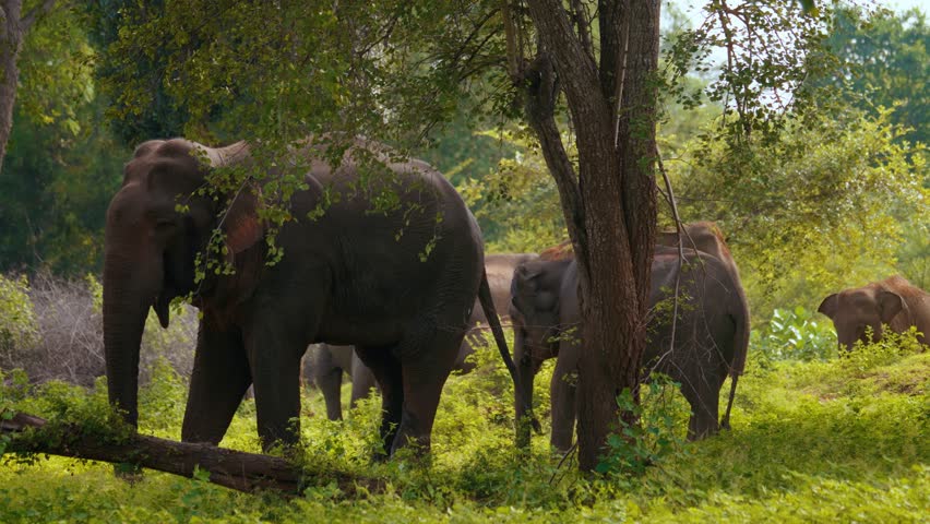 Wild elephant family group with babies feeding together in lush green clearing, Yala reserve, Sri Lanka
