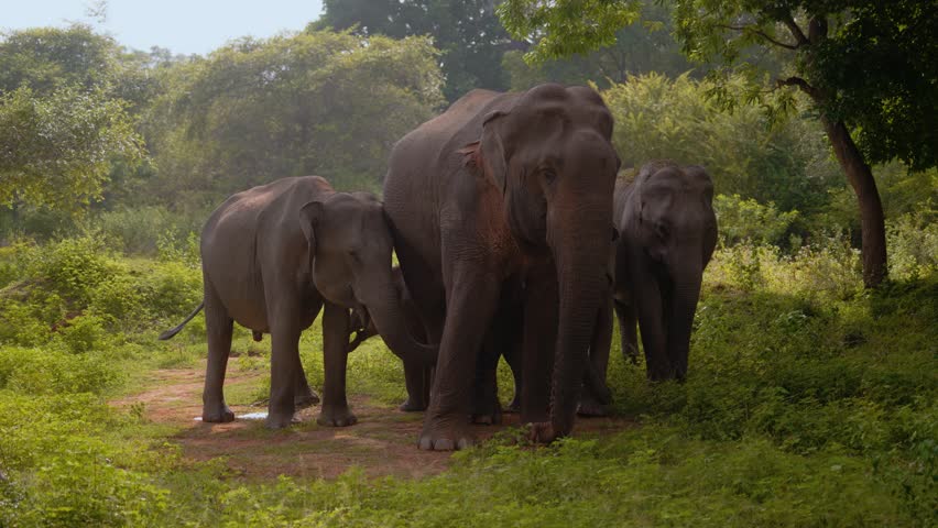 Wild elephant herd including tiny calves and large adults in forest clearing, Yala National Park, Sri Lanka