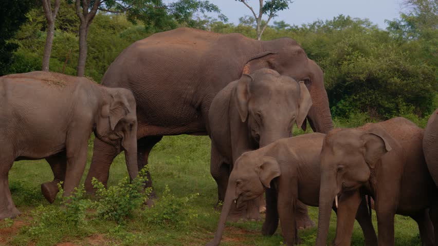 Asian elephant family with multiple generations feeding in natural habitat, Yala reserve, Sri Lanka