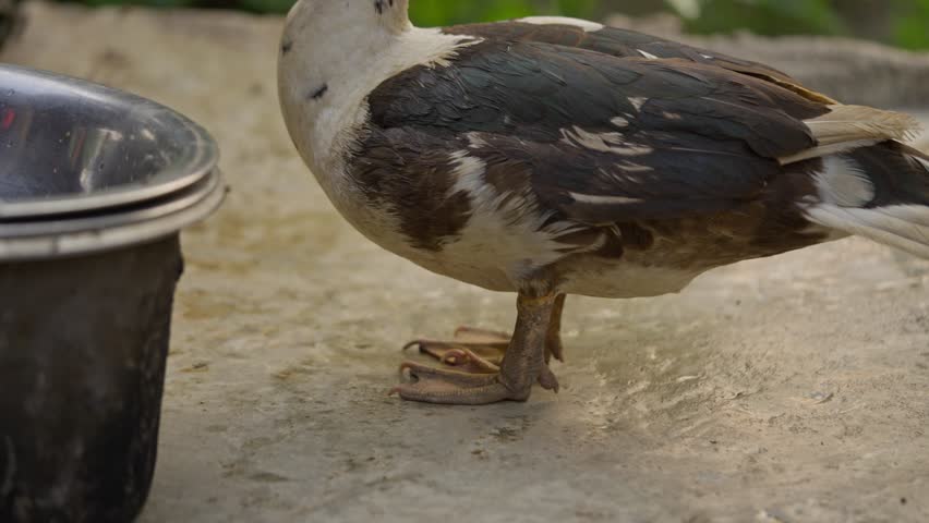 Footage of a duck drinking water from a pot in a rural village. Highlights local poultry, village life, and natural animal behavior in a traditional setting.
