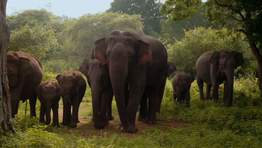 Elephant herd with protective bull and mother and playful young in Yala National Park area, Sri Lanka