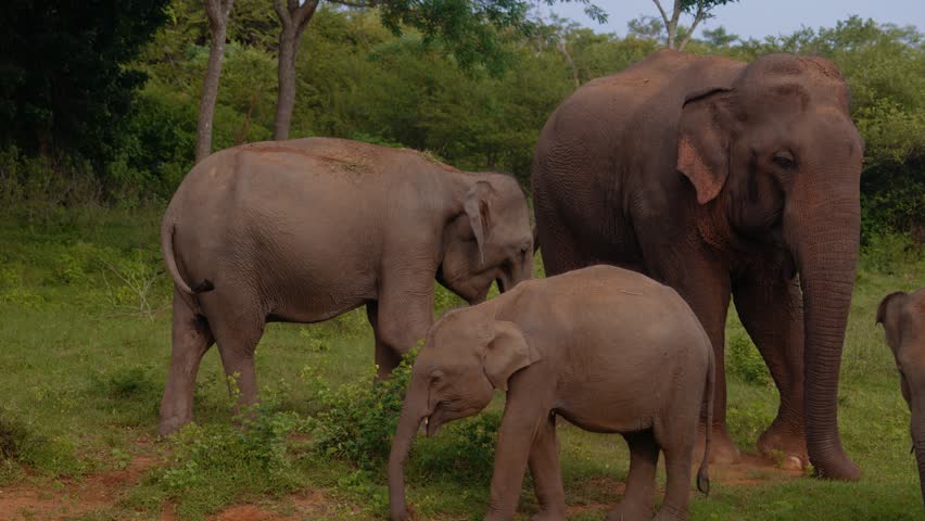Wild elephant family with multiple calves grazing on green grassland in Yala National Park, Sri Lanka