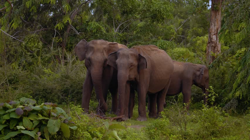 Adult elephants displaying defensive stance with foot pawing as calves stay behind, Yala National Park, Sri Lanka
