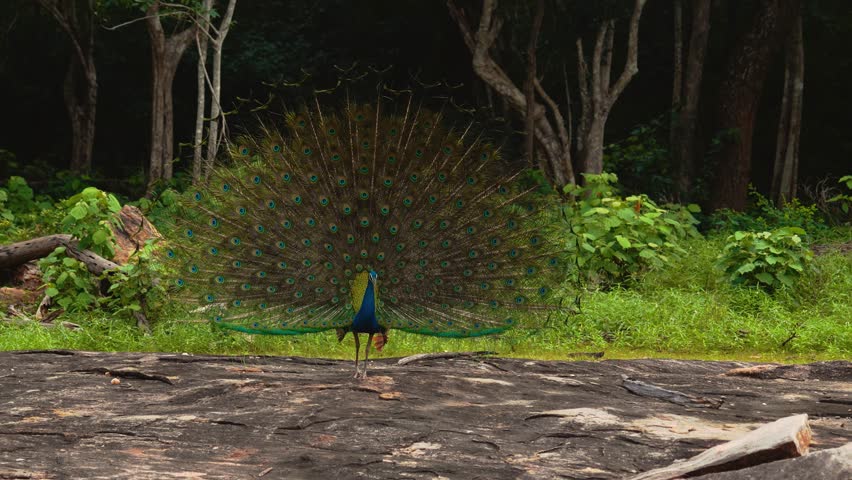 Wild peacock displaying full iridescent tail feathers with blue eyespots, Yala National Park, Sri Lanka