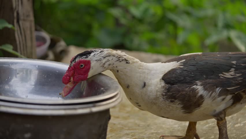 Footage of a duck drinking water from a pot in a rural village. Highlights local poultry, village life, and natural animal behavior in a traditional setting.