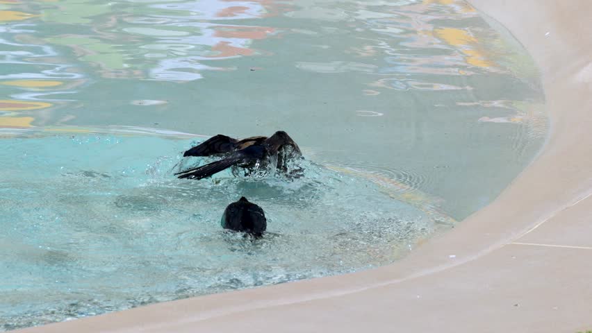A black great cormorant swims through clear water before spreading wings and taking flight