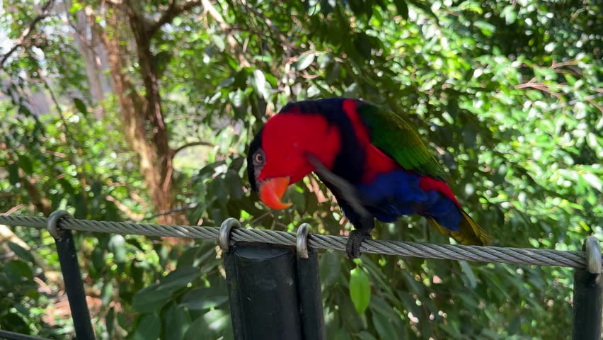 Black capped lory parrot on tropical branch