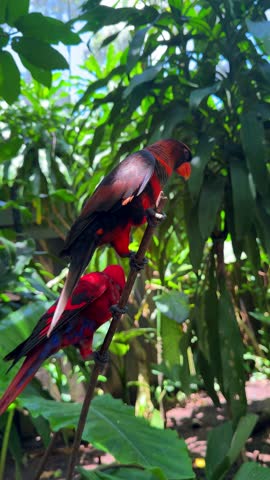 Black capped lory parrot on tropical branch