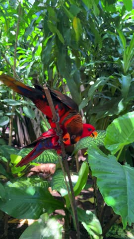 Black capped lory parrot on tropical branch